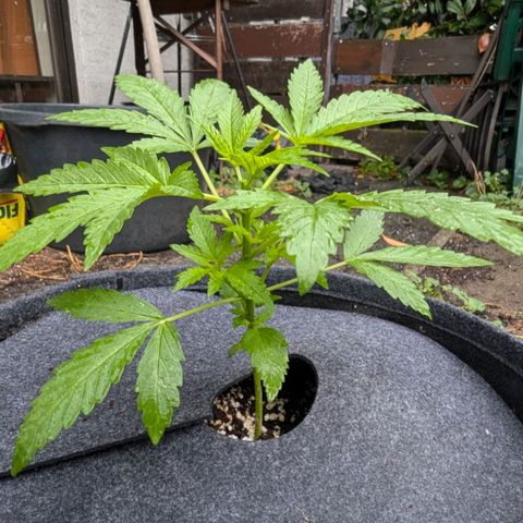 Candy growlog timeline photo