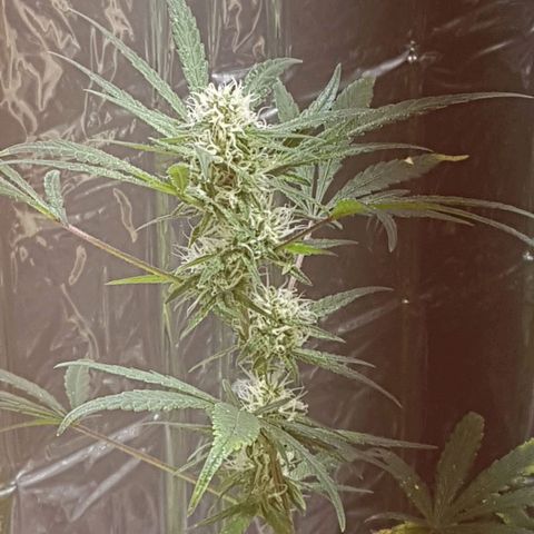 Candy growlog timeline photo