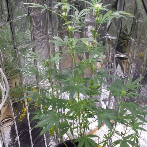 Candy growlog timeline photo