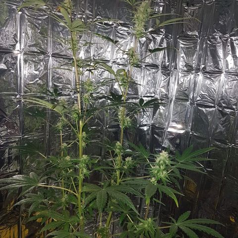 Candy growlog timeline photo