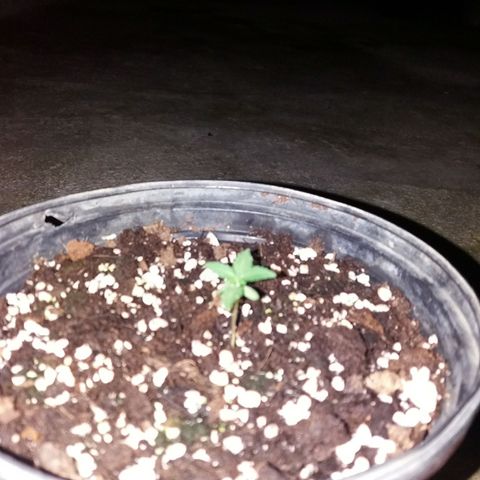 Sweet JAM and sour deez growlog timeline photo