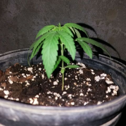 Sweet JAM and sour deez growlog timeline photo
