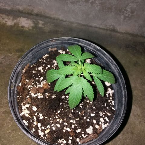 Sweet JAM and sour deez growlog timeline photo