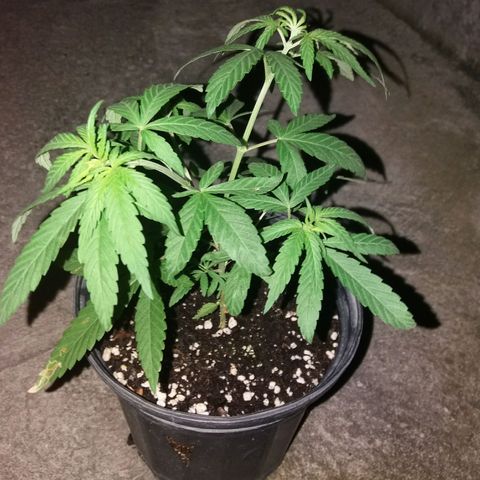 Sweet JAM and sour deez growlog timeline photo