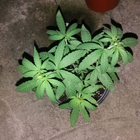 Sweet JAM and sour deez growlog timeline photo