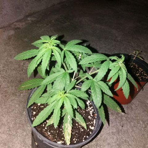 Sweet JAM and sour deez growlog timeline photo
