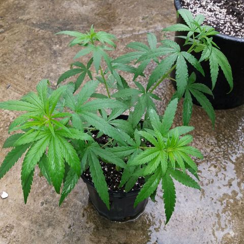 Sweet JAM and sour deez growlog timeline photo
