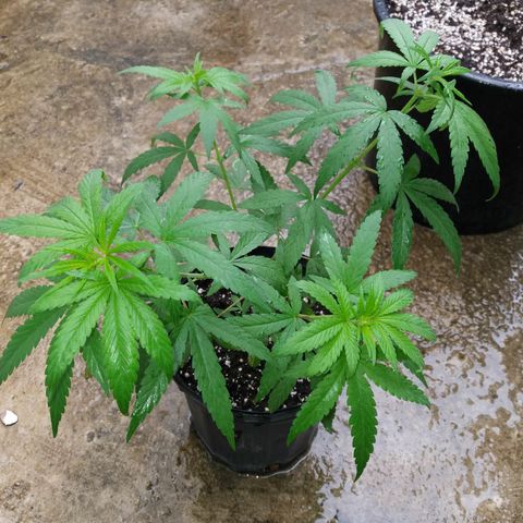 Sweet JAM and sour deez growlog timeline photo