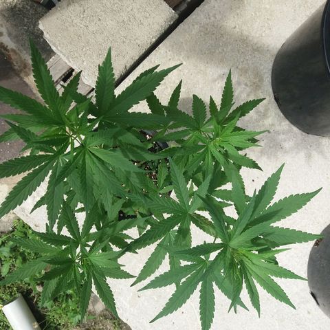 Sweet JAM and sour deez growlog timeline photo