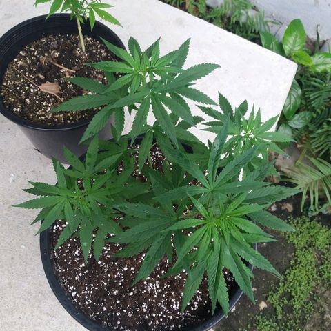 Sweet JAM and sour deez growlog timeline photo