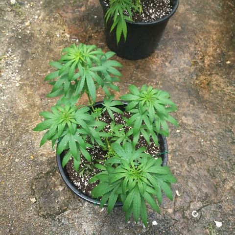 Sweet JAM and sour deez growlog timeline photo