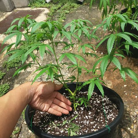 Sweet JAM and sour deez growlog timeline photo
