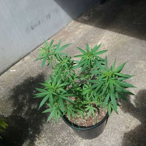 Sweet JAM and sour deez growlog timeline photo