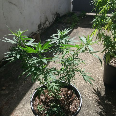 Sweet JAM and sour deez growlog timeline photo