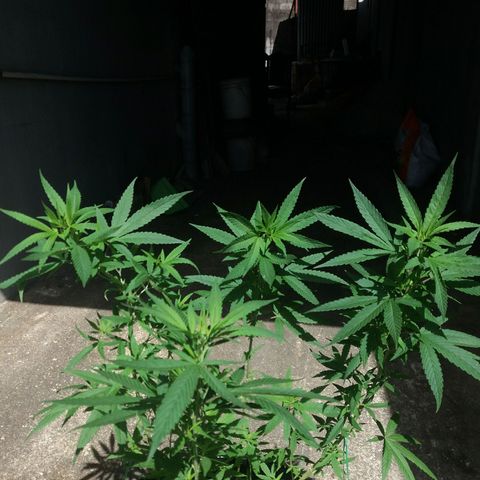 Sweet JAM and sour deez growlog timeline photo