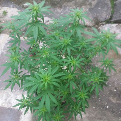 Sweet JAM and sour deez growlog timeline photo