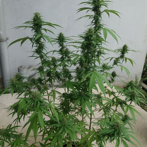 Sweet JAM and sour deez growlog timeline photo