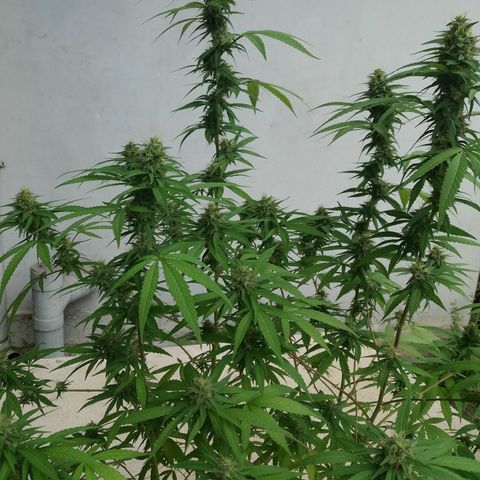 Sweet JAM and sour deez growlog timeline photo