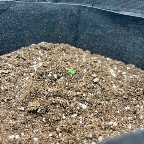 Hulkberry auto growlog timeline photo