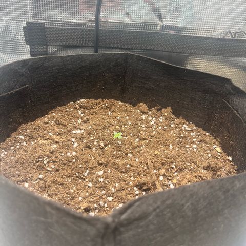 Hulkberry auto growlog timeline photo