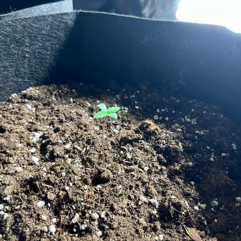 Hulkberry auto growlog timeline photo