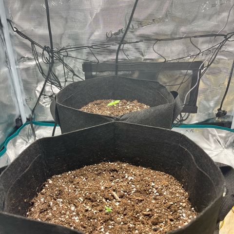 Hulkberry auto growlog timeline photo