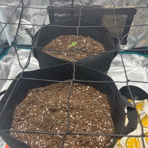 Hulkberry auto growlog timeline photo