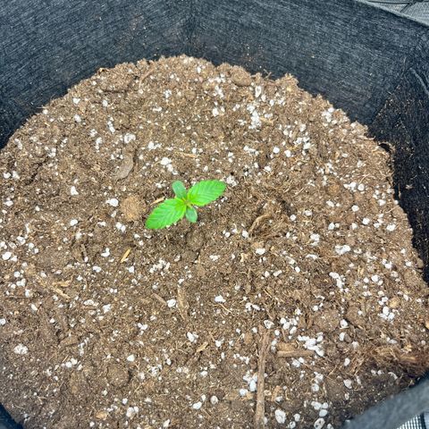 Hulkberry auto growlog timeline photo