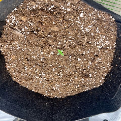 Mimosa auto growlog timeline photo