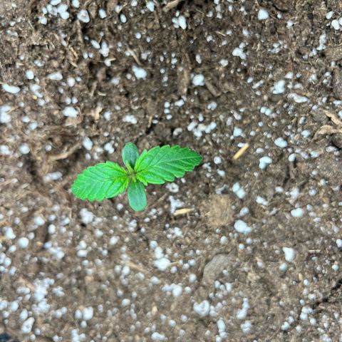 Hulkberry auto growlog photo: Begin first node