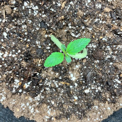 Hulkberry auto growlog timeline photo