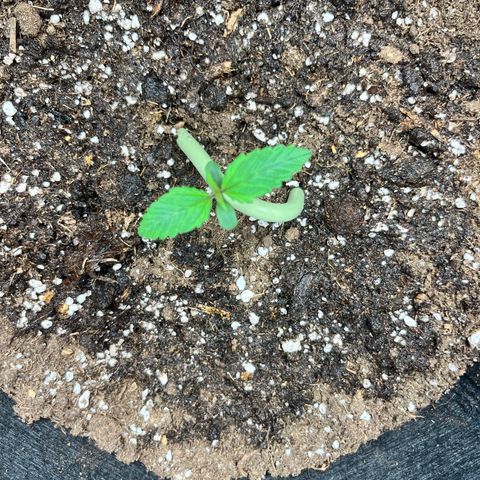 Hulkberry auto growlog timeline photo