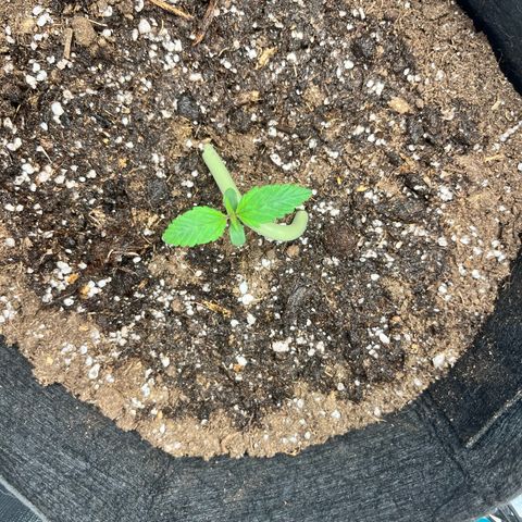 Hulkberry auto growlog timeline photo