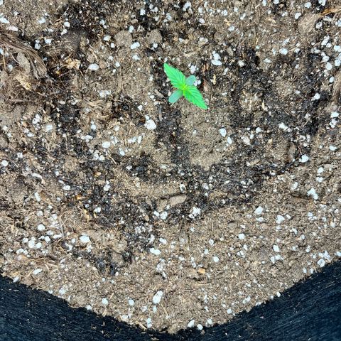 Mimosa auto growlog timeline photo