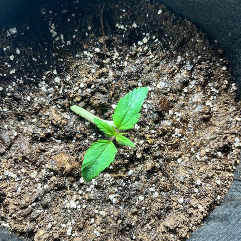 Hulkberry auto growlog timeline photo