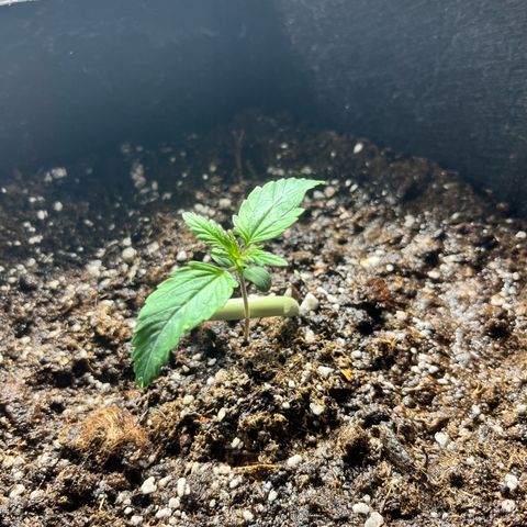 Hulkberry auto growlog timeline photo