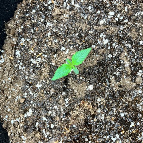 Mimosa auto growlog timeline photo