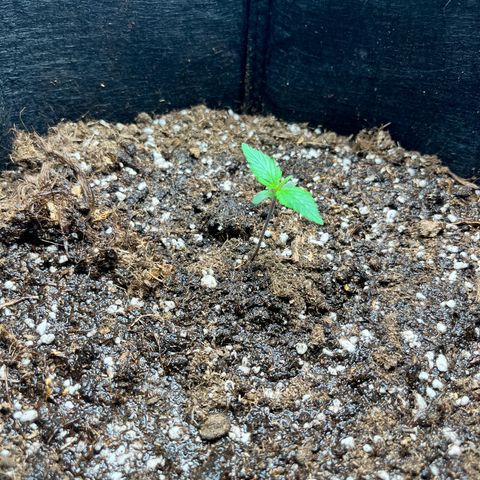 Mimosa auto growlog timeline photo
