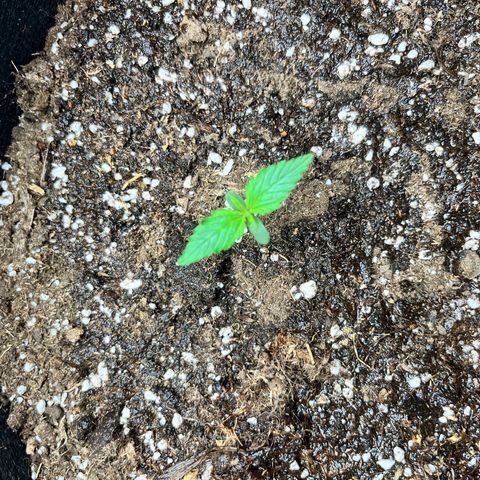 Mimosa auto growlog timeline photo