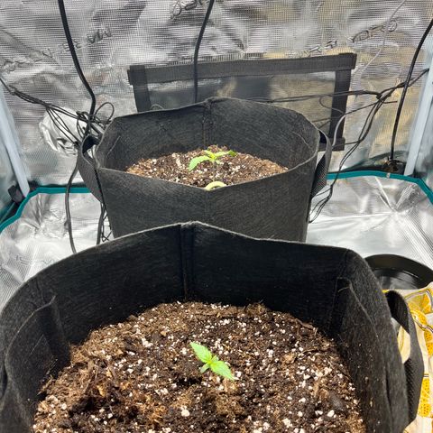 Hulkberry auto growlog timeline photo