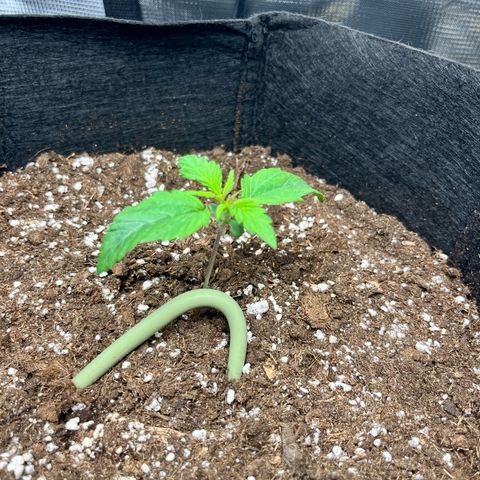 Hulkberry auto growlog timeline photo