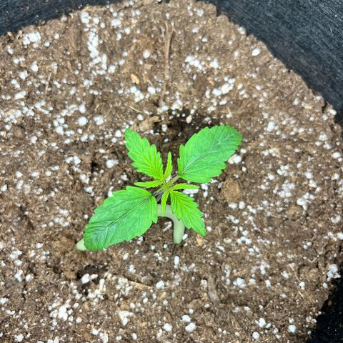 Hulkberry auto growlog timeline photo