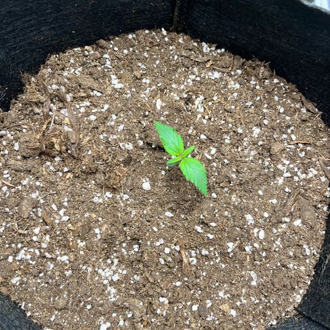Mimosa auto growlog timeline photo