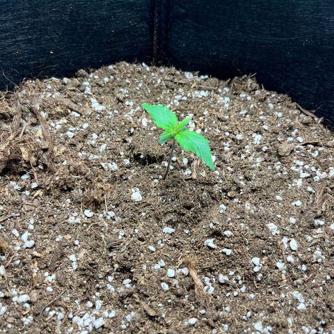 Mimosa auto growlog timeline photo