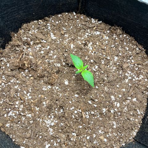 Mimosa auto growlog timeline photo