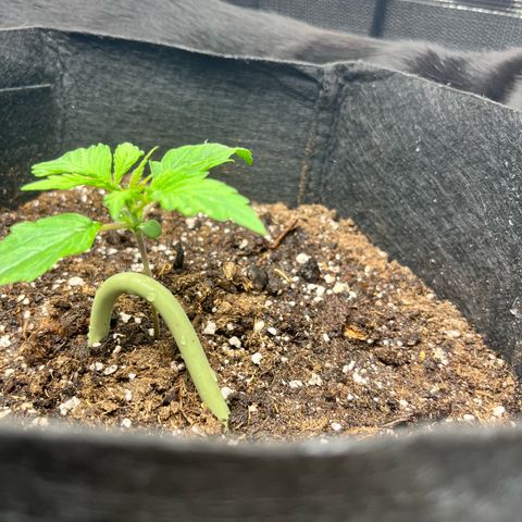 Hulkberry auto growlog timeline photo
