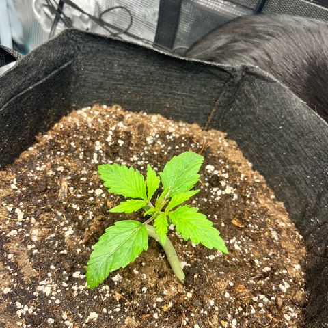 Hulkberry auto growlog timeline photo