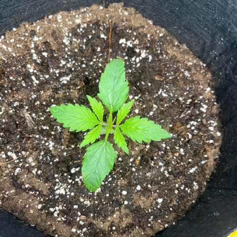 Hulkberry auto growlog timeline photo