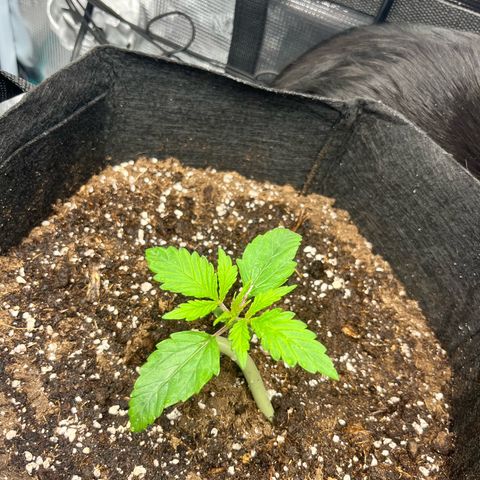 Hulkberry auto growlog timeline photo