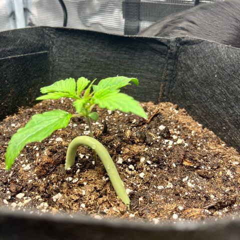 Hulkberry auto growlog timeline photo